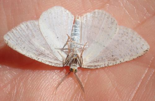Cabera pusaria